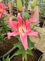 [4372 Crater GA No02.JPG]